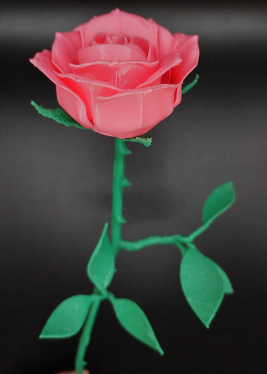 Rosa